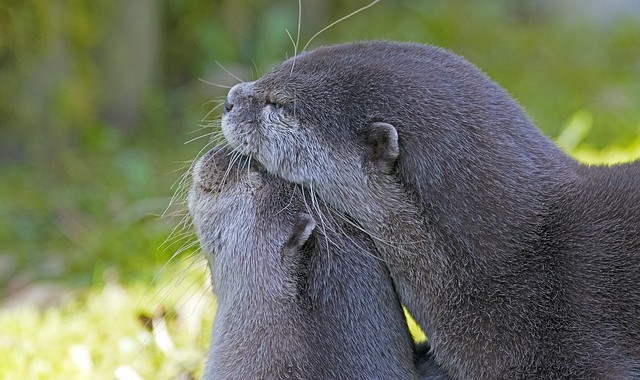 clawed-otter-2146072_640